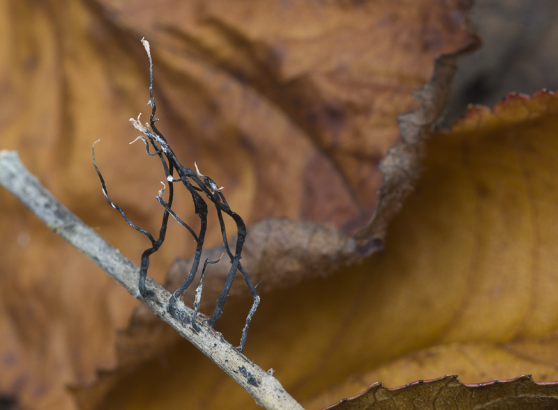 Xylaria filiformis